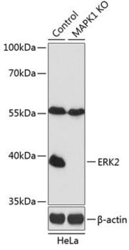 Anti-ERK2 antibody produced in rabbit