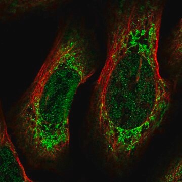 Anti-CREB3L2 antibody produced in rabbit Prestige Antibodies&#174; Powered by Atlas Antibodies, affinity isolated antibody