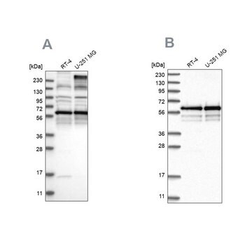 Anti-BSDC1 antibody produced in rabbit Prestige Antibodies&#174; Powered by Atlas Antibodies, affinity isolated antibody, buffered aqueous glycerol solution