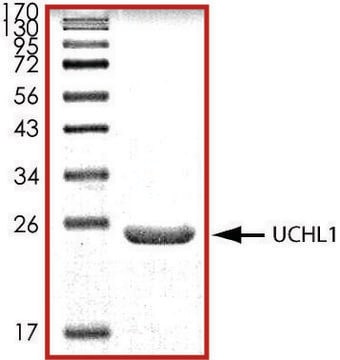 UCHL1, His tagged human recombinant, expressed in E. coli, &#8805;70% (SDS-PAGE), buffered aqueous glycerol solution