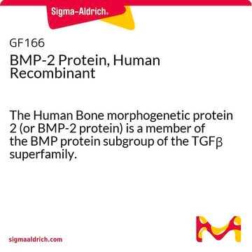 Protéine BMP-2, recombinante humaine The Human Bone morphogenetic protein 2 (or BMP-2 protein) is a member of the BMP protein subgroup of the TGF&#946; superfamily.