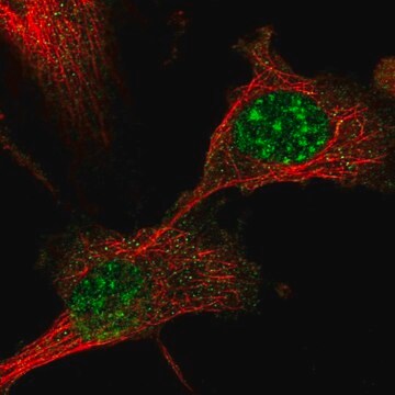 Anti-DBNDD1 antibody produced in rabbit Prestige Antibodies&#174; Powered by Atlas Antibodies, affinity isolated antibody, buffered aqueous glycerol solution