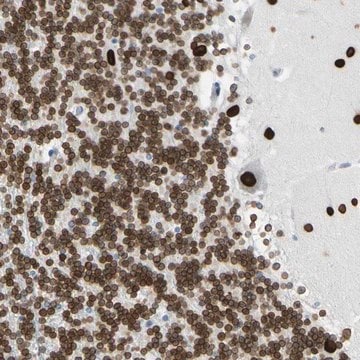 Anti-ZNF132 antibody produced in rabbit Prestige Antibodies&#174; Powered by Atlas Antibodies, affinity isolated antibody, buffered aqueous glycerol solution