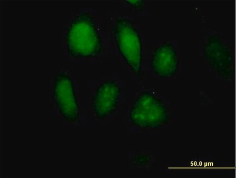 Anti-MLKL antibody produced in mouse purified immunoglobulin, buffered aqueous solution