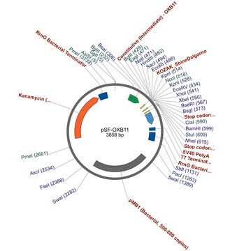 PSF-OXB11 - INTERMEDIATE STRENGTH BACTERIAL VECTOR plasmid vector for molecular cloning