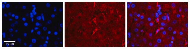 Anti-LBP antibody produced in rabbit affinity isolated antibody