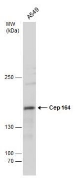 Monoclonal Anti-CEP164 antibody produced in mouse