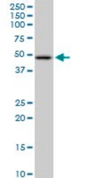 Anti-HADHB antibody produced in mouse purified immunoglobulin, buffered aqueous solution