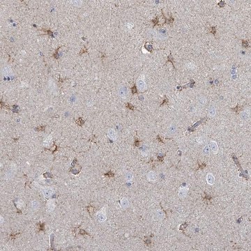 Anti-FAM210A antibody produced in rabbit Prestige Antibodies&#174; Powered by Atlas Antibodies, affinity isolated antibody, buffered aqueous glycerol solution