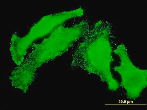 Monoclonal Anti-TAOK3 antibody produced in mouse clone 1D8, purified immunoglobulin, buffered aqueous solution