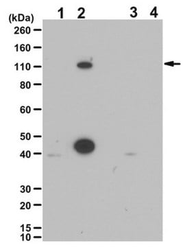 Anti-phospho LSD1 (Ser 112)-Antikörper from rabbit, purified by affinity chromatography