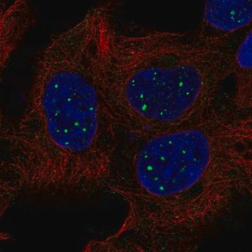 Anti-SBF1 antibody produced in rabbit Prestige Antibodies&#174; Powered by Atlas Antibodies, affinity isolated antibody