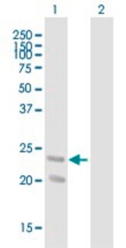 Anti-GDNF antibody produced in mouse purified immunoglobulin, buffered aqueous solution