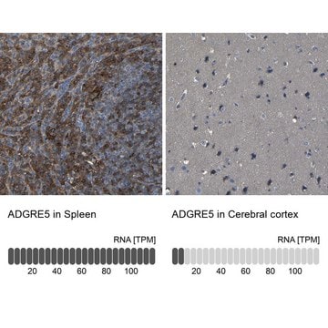 Anti-ADGRE5 antibody produced in rabbit Prestige Antibodies&#174; Powered by Atlas Antibodies, affinity isolated antibody, buffered aqueous glycerol solution