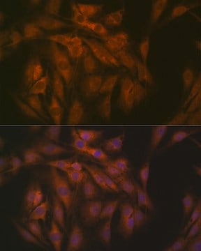 Anti-eIF3B Antibody, clone 4T9V1, Rabbit Monoclonal