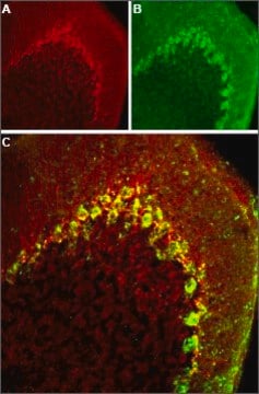 Anti-Anti-Calcium Channel CaV3.2 (&#945;1H) antibody produced in rabbit affinity isolated antibody, lyophilized powder