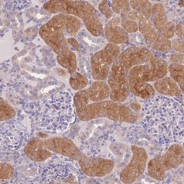 Anti-OR5T1 antibody produced in rabbit Prestige Antibodies&#174; Powered by Atlas Antibodies, affinity isolated antibody, buffered aqueous glycerol solution