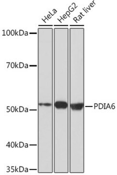 Anti-PDIA6 Antibody, clone 2Q1L1, Rabbit Monoclonal