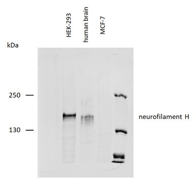 Monoclonal Anti-Neurofilament H, purified produced in mouse