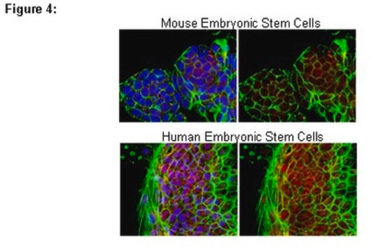 RIPAb+ PUM2 Antibody from rabbit, purified by affinity chromatography