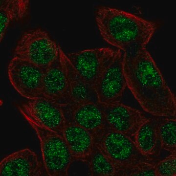 Anti-REV3L antibody produced in rabbit Prestige Antibodies&#174; Powered by Atlas Antibodies, affinity isolated antibody