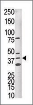 Anti-CDK10 (N-term R5) antibody produced in rabbit saturated ammonium sulfate (SAS) precipitated, buffered aqueous solution