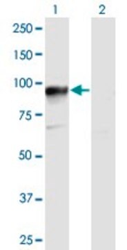 Anti-HOOK3 antibody produced in mouse purified immunoglobulin, buffered aqueous solution