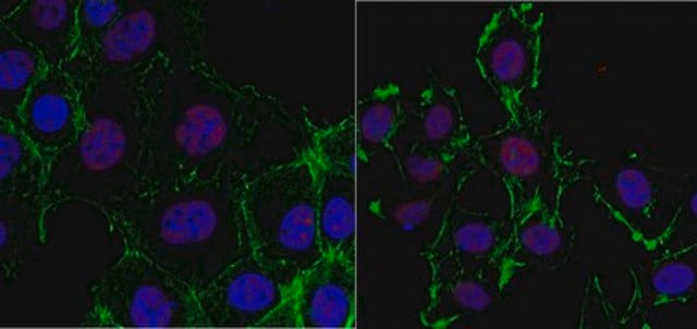 Anti-Hox-C10 Antibody, clone 2F11.1 clone 2F11.1, from mouse