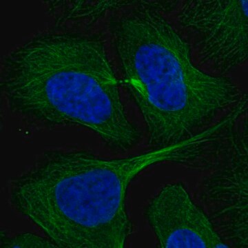 Anti-RABIF antibody produced in rabbit Prestige Antibodies&#174; Powered by Atlas Antibodies, affinity isolated antibody