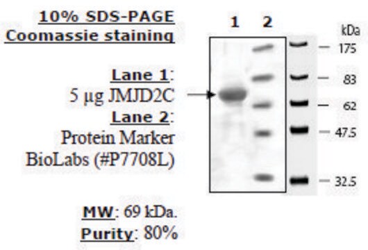 JMJD2C Active human recombinant, expressed in baculovirus infected insect cells, &#8805;80% (SDS-PAGE)