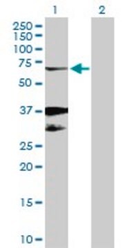 Anti-EGR2 antibody produced in rabbit purified immunoglobulin, buffered aqueous solution