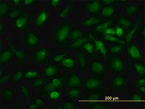 Monoclonal Anti-RLBP1 antibody produced in mouse clone 4H5, purified immunoglobulin, buffered aqueous solution