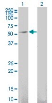 Monoclonal Anti-GFRA1 antibody produced in mouse clone 3E4, purified immunoglobulin, buffered aqueous solution