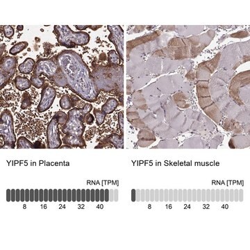 Anti-YIPF5 antibody produced in rabbit Prestige Antibodies&#174; Powered by Atlas Antibodies, affinity isolated antibody