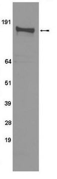 Anti-phospho-EGFR (Thr669) Antibody, clone 5F10 clone 5F10, Upstate&#174;, from mouse