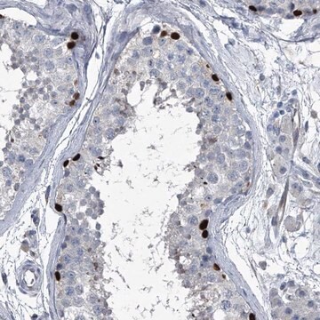 Anti-HEPHL1 antibody produced in rabbit Prestige Antibodies&#174; Powered by Atlas Antibodies, affinity isolated antibody, buffered aqueous glycerol solution