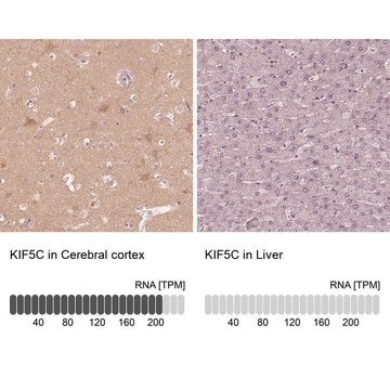 Anti-KIF5C antibody produced in rabbit Prestige Antibodies&#174; Powered by Atlas Antibodies, affinity isolated antibody, buffered aqueous glycerol solution