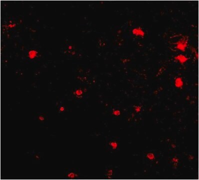 Anti-FEZ2 Antibody from rabbit, purified by affinity chromatography