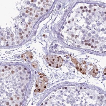 Anti-DHX40 antibody produced in rabbit Prestige Antibodies&#174; Powered by Atlas Antibodies, affinity isolated antibody, buffered aqueous glycerol solution