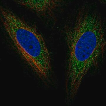 Anti-TOR1AIP2 antibody produced in rabbit Prestige Antibodies&#174; Powered by Atlas Antibodies, affinity isolated antibody