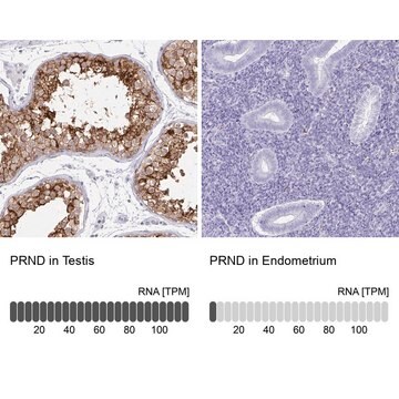 Anti-PRND antibody produced in rabbit Prestige Antibodies&#174; Powered by Atlas Antibodies, affinity isolated antibody, buffered aqueous glycerol solution