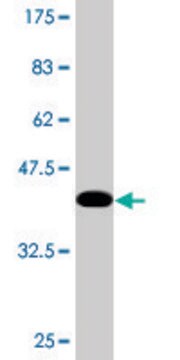 Monoclonal Anti-TAF1C, (C-terminal) antibody produced in mouse clone 3E6, purified immunoglobulin, buffered aqueous solution