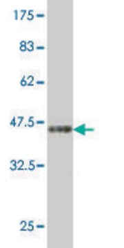 Monoclonal Anti-TAF1 antibody produced in mouse clone 1E11, purified immunoglobulin, buffered aqueous solution