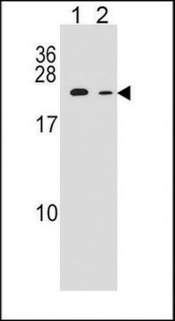 ANTI-RAB12 (N-TERM) antibody produced in rabbit IgG fraction of antiserum, buffered aqueous solution