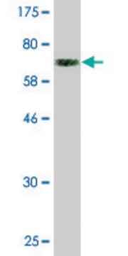 Monoclonal Anti-RAPGEF5 antibody produced in mouse clone 2E4, purified immunoglobulin, buffered aqueous solution