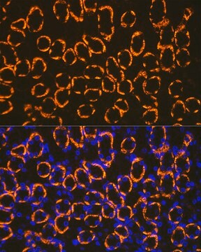 Anti-Cadherin 16 Antibody, clone 2J0H4, Rabbit Monoclonal