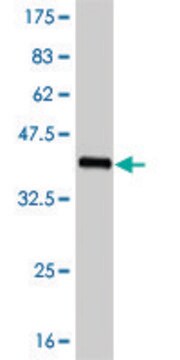 ANTI-FOXC2 antibody produced in mouse clone 4A5, purified immunoglobulin, buffered aqueous solution