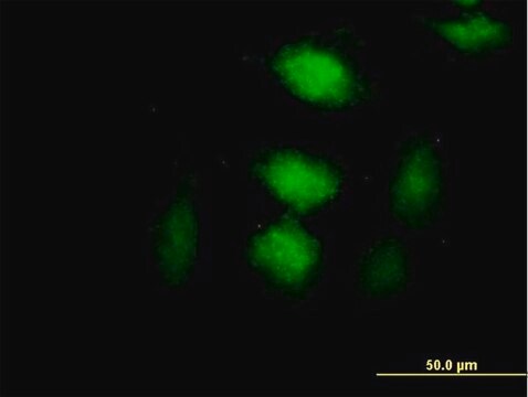 Anti-CLIC3 antibody produced in mouse purified immunoglobulin, buffered aqueous solution