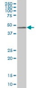 Anti-PARVA antibody produced in mouse purified immunoglobulin, buffered aqueous solution