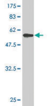 Monoclonal Anti-ZNF215 antibody produced in mouse clone 2C11, purified immunoglobulin, buffered aqueous solution